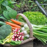 vegetable garden