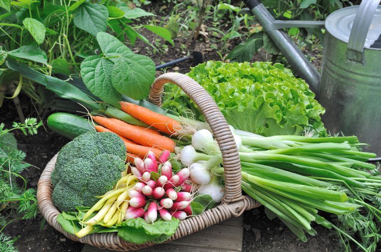 vegetable garden